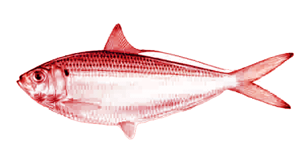 Red Herring Red Herring